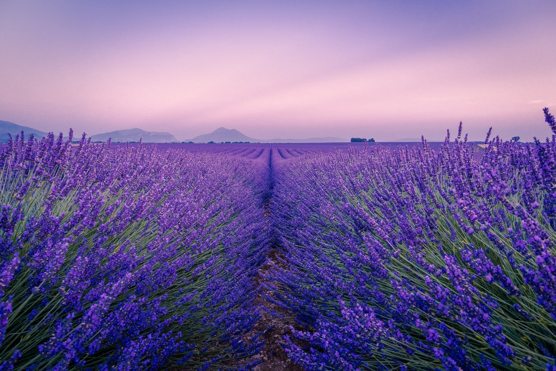 Lavender: An alchemist of the nervous system