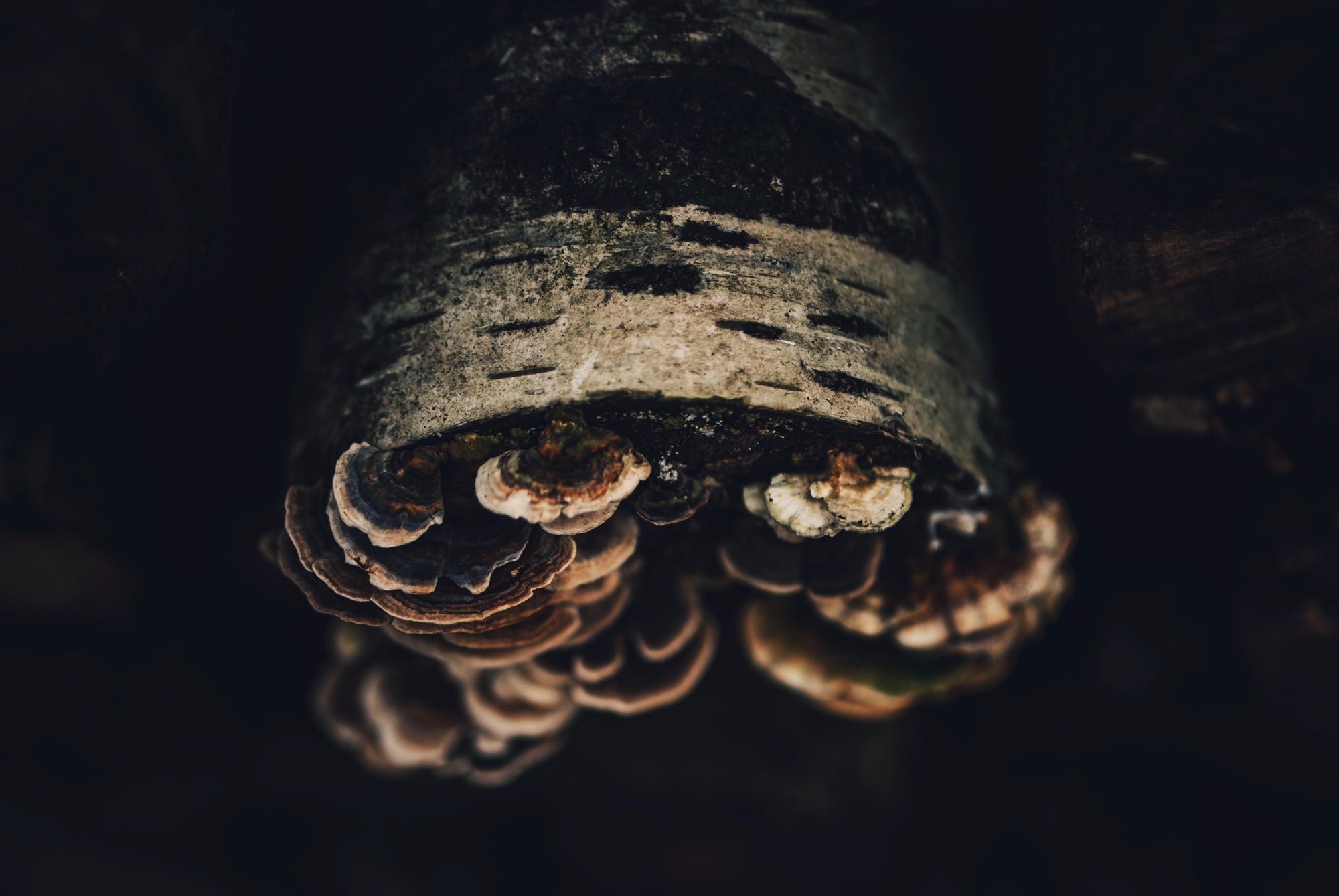 Mushroom Essences: A Journey of Energetic Transformation