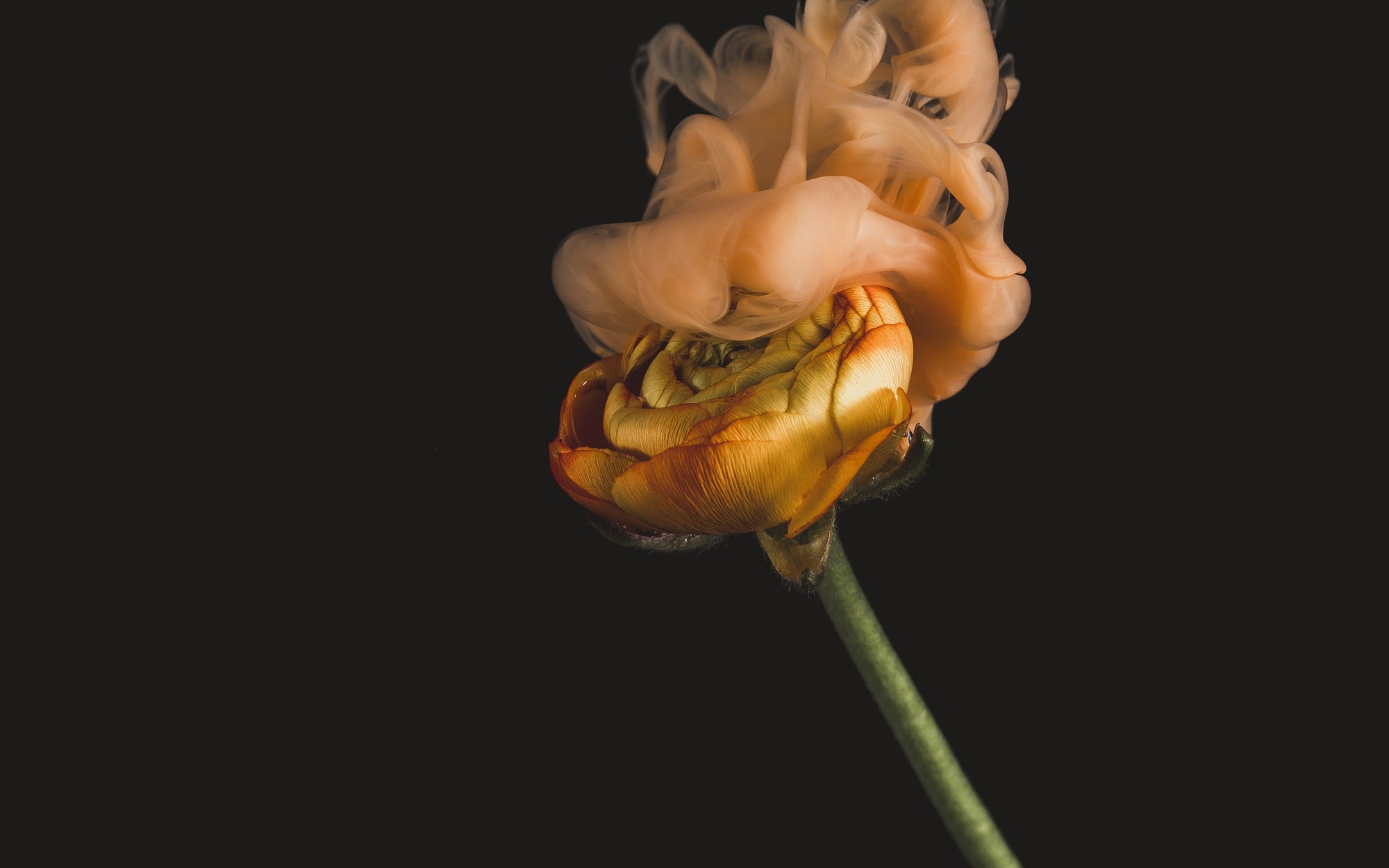 The Future of Healing: Vibrational Flower Essences and the Power of Energy in Motion