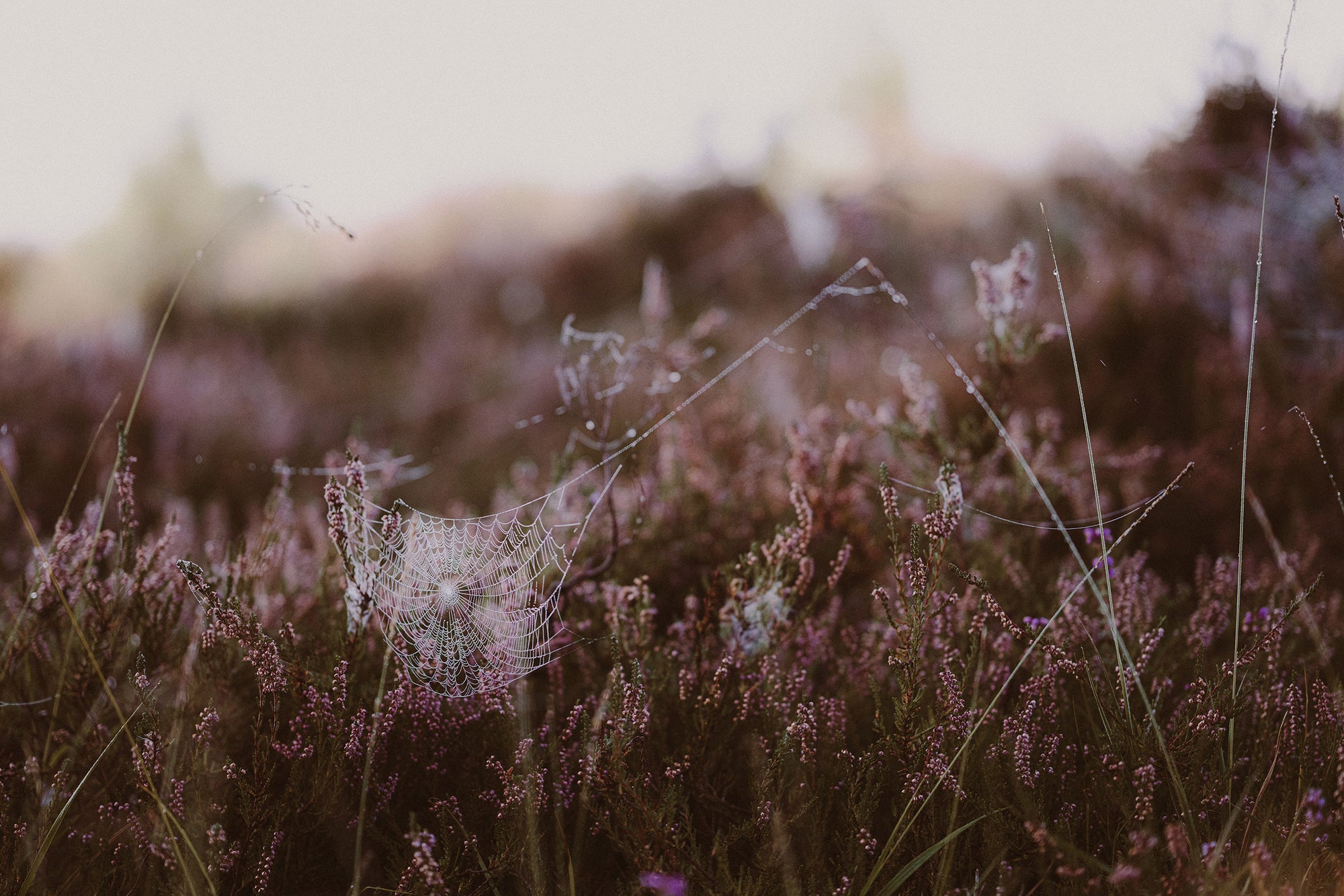 Spiritual Wellbeing