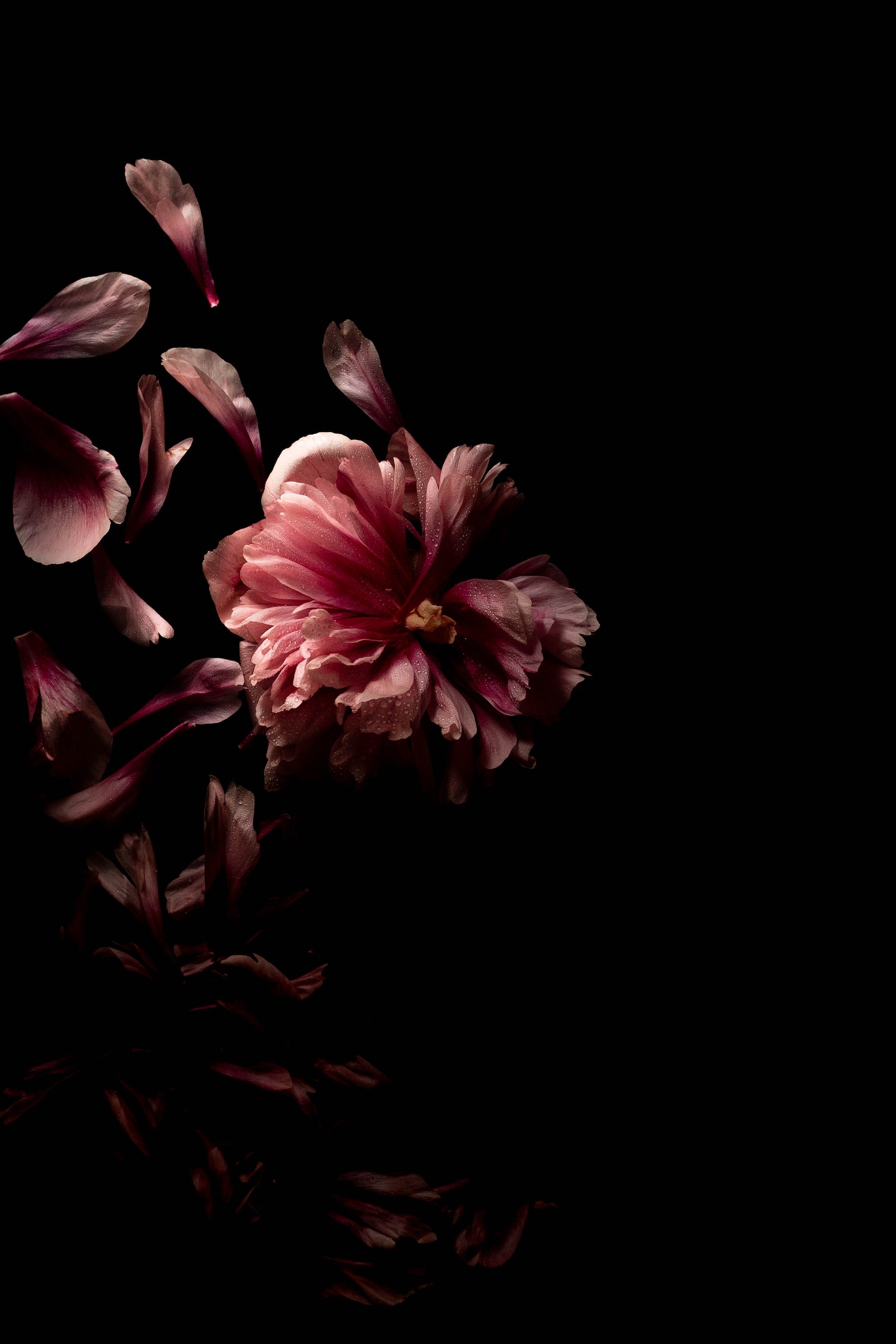 Animation of Flowers