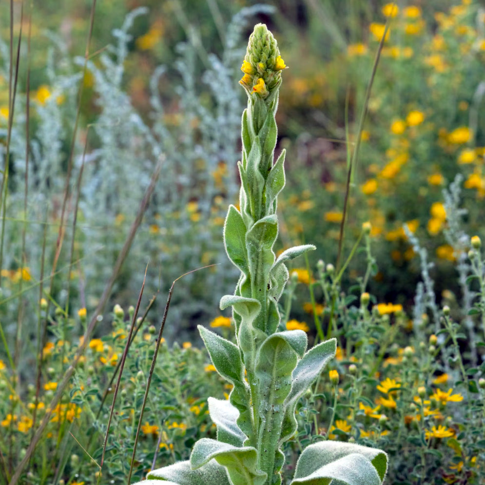 MULLEIN LEAF / Animated Elixir