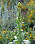 MULLEIN LEAF / Animated Elixir