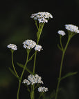 YARROW / True Herbal Oil