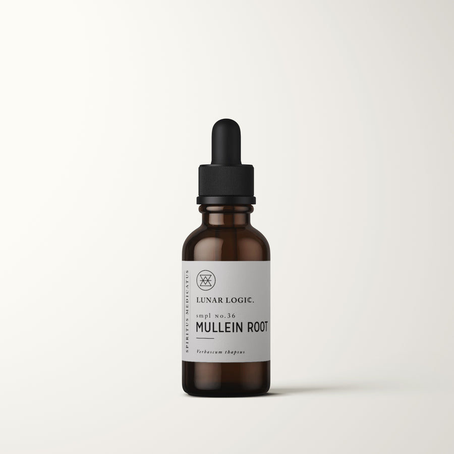 MULLEIN ROOT / Herbal Tincture