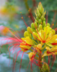 BIRD OF PARADISE / Desert Flower Essence for Flourishing Beauty
