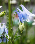 BLUE COLUMBINE / Desert Flower Essence for a Spiritual Life