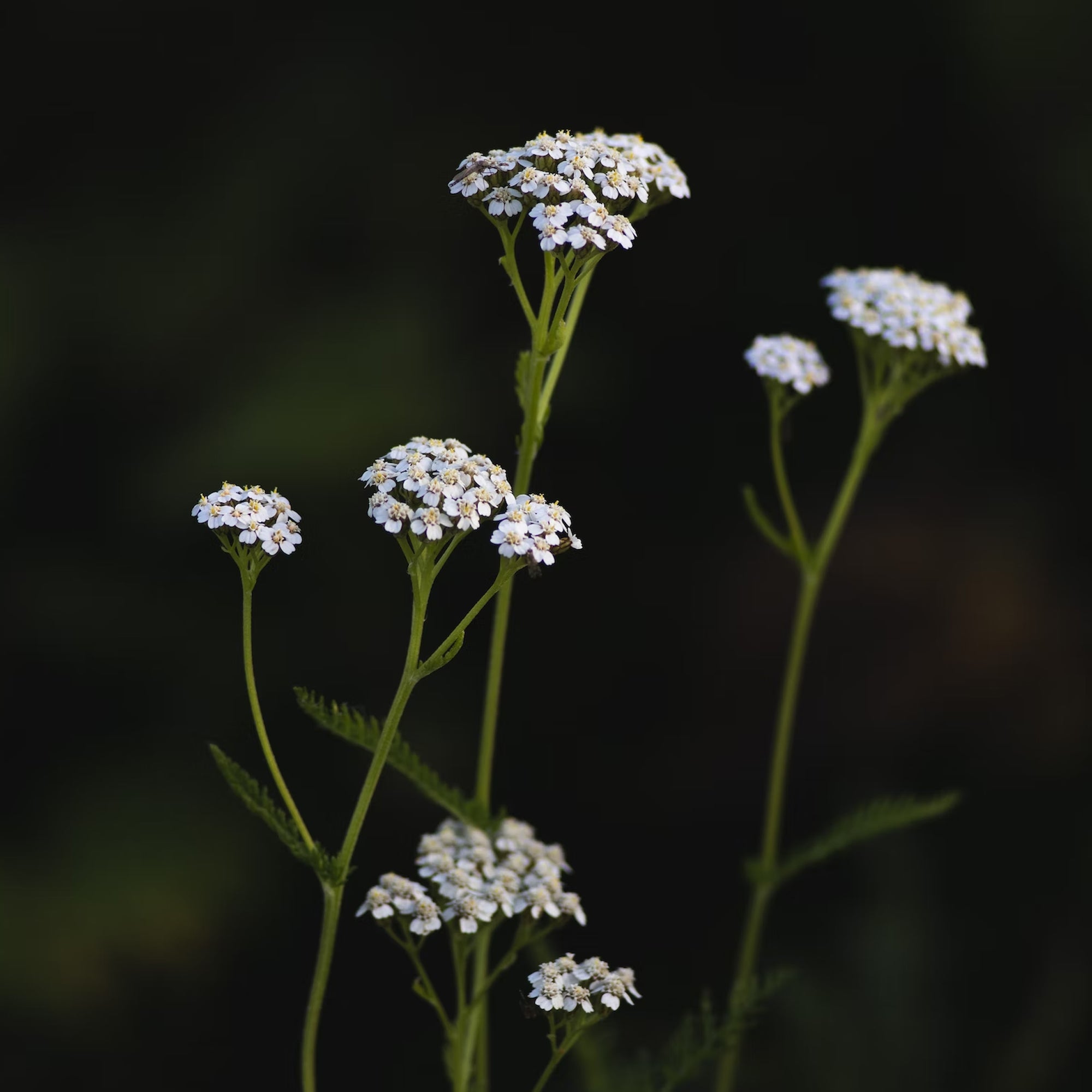 YARROW / Animated Elixir