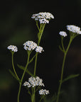YARROW / Animated Elixir