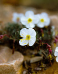 DUNE PRIMROSE / Desert Flower Essence for Heart Connection
