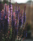 WOODLAND SAGE / Desert Flower Essence for Grounded Wisdom