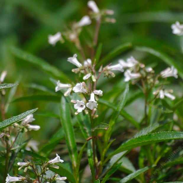 YERBA SANTA / Animated Elixir