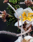 CLIFF ROSE / Desert Flower Essence for Manifestation