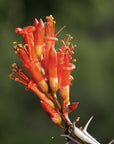 OCOTILLO / Desert Flower Essence for Loving Support