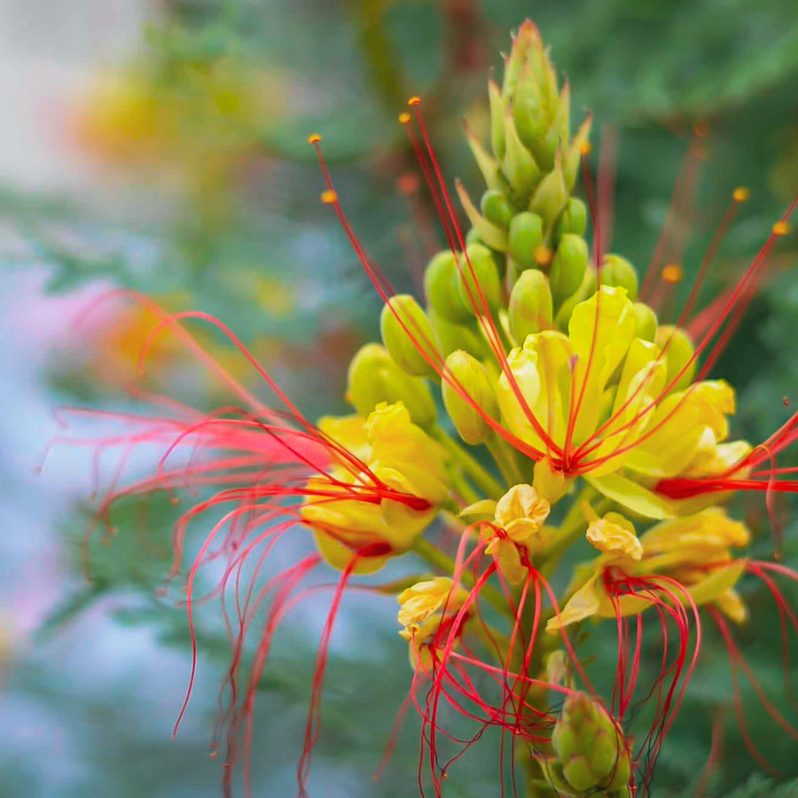BIRD OF PARADISE / Desert Flower Essence for Flourishing Beauty