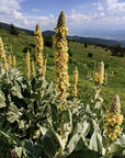 MULLEIN ROOT / Herbal Tincture